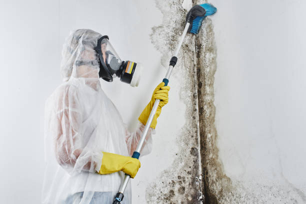 Best Mold Cleaning Services  in New York Mills, MN