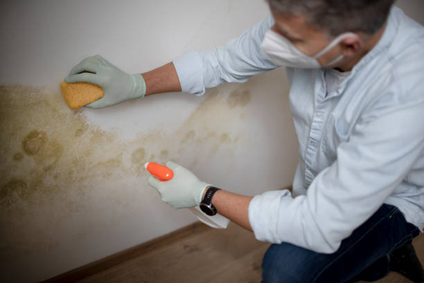 Best Fast Mold Removal  in New York Mills, MN