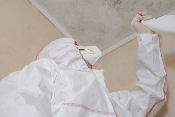 Best Commercial Mold Removal  in New York Mills, MN