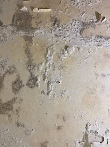 Mold Removal Process in New York Mills, MN