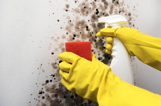 Best Water Damage Restoration  in New York Mills, MN