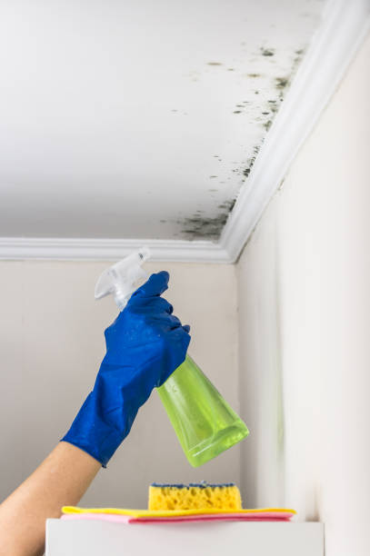 Best Mold Damage Repair  in New York Mills, MN